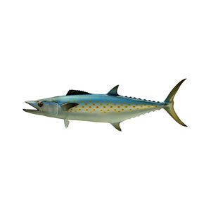 Caballete Español de Alta Calidad Grado A 25kg Congelado Bajo en Azúcar y Carbohidratos para Suministro Comercial de Volumen Constante - Product Image 6