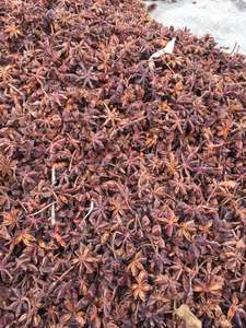 Anís estrellado de alta calidad de Vietnam, especias secas procesadas crudas para condimentos, gran oferta, nuevo cultivo listo para la exportación - Product Image 5