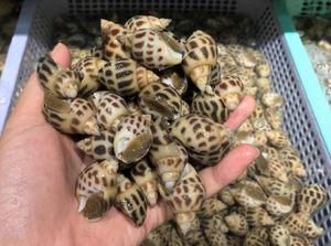 Escargots à coquille supérieure bouillis congelés de haute qualité en provenance du Vietnam, style frais pour les célébrations de vacances - Product Image 4