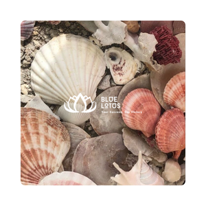 Décor élégant de coquillages côtiers idéal pour l'affichage d'événements de mariage sur le thème de l'océan et l'ornement de la maison - Product Image 1