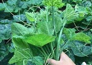 FEUILLES DE CITROUILLE VERTES CONGELÉES INIMMUNITAIRES À PARTIR DE SOURCE À BASE DE PLANTES PURES AVEC CERTIFICATION D'ÉTIQUETTE PROPRE - Product Image 2