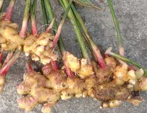 EXPORTATEUR MONDIAL GINGEMBRE VIETNAMIEN VENTE EN GROS GRANDE QUANTITÉ - Product Image 1