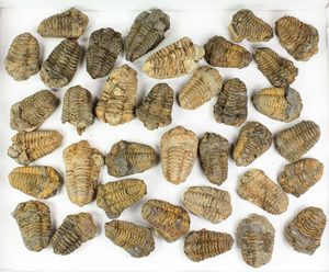 Escultura de Piedra Fósil de Calamina Tribolita Tallada - Product Image 3