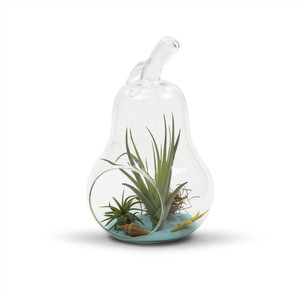 HCH0708 - กระถางแก้วทรงลูกแพร์ - 8H - Product Image 3