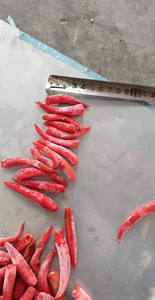 Chiles congelados de calidad superior de proveedores de Vietnam a precio asequible exportación a granel - Product Image 3