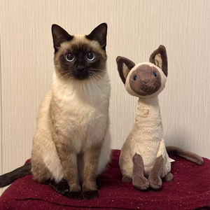 Egyptian Siamese <b>Cat</b> Kitten Plush Toy Super Soft PP Cotton Filled Fabric Doll Kids Comfort Gift for Cushion & <b>Sofa</b> - Product Image 5