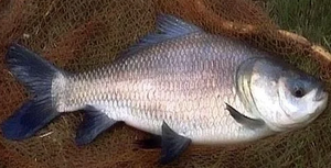 ROMAN TROOPS Poisson Catla surgelé de qualité supérieure Durée de conservation de 24 mois Meerut Origine indienne - Product Image 2