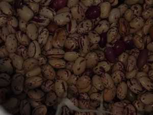 Haricots canneberges séchés - Product Image 4