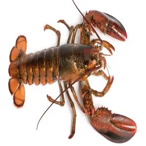 Fresh Affordable Frozen Whole Seafood Giant Red Lobsters