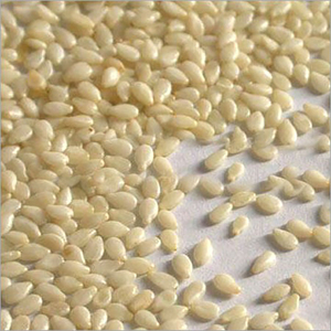 Graines de sésame blanc décortiquées 100% biologiques - Brutes, séchées automatiquement, triées Sortex 99,98%, haute qualité, marque Spicecentra, fournisseur indien, meilleur prix compétitif - Product Image 1