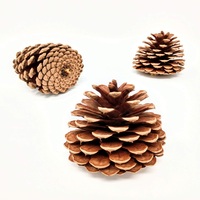 Pinecone dekorasi Natal alami dalam Grosir harga Pinecone untuk kamar dan pesta dekorasi alami kering pinecone