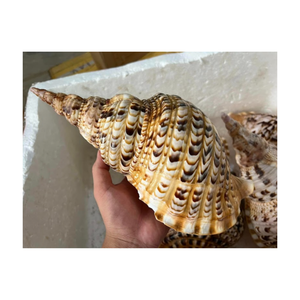 Coquillages de trompette de triton naturels de l'océan du Vietnam à vendre, coquillages vides, propres et polis - Product Image 3