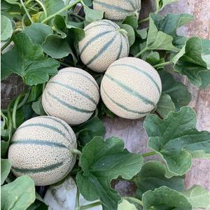 Melones Cantalupo Frescos Naturales de Primera Calidad - Alta Dulzura (Brix) - Melones Musk de Grado de Exportación a Granel - Product Image 6