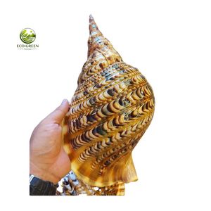 Concha de Trompeta Triton Grande a Precio de Fábrica, Concha Marina Natural Charonia Tritonis de 40-42 cm para Decoración de Hoteles y Hogares - Product Image 6