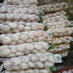 High Quality Fresh Peeled Garlic Cloves Factory Selection Bulk Wholesale Price Vacuum Bag Packaging - Product Image 4
