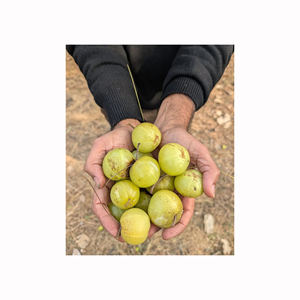 Concentré d'amla, pulpe de fruit épaisse, extrait pour les industries des boissons, les usines alimentaires, les exportateurs, les distributeurs et les acheteurs - Product Image 1