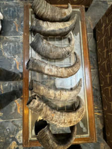 Cornes de buffle brutes polies par Crafts Galore-Style religieux et animal en gros authentique d'Inde - Product Image 4