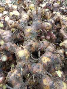 ข่าแช่แข็งคุณภาพพรีเมี่ยมจากเวียดนาม - Product Image 5