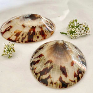 Lapa natural Seashell Ayuda para amamantar Ecológico Durable - Product Image 4