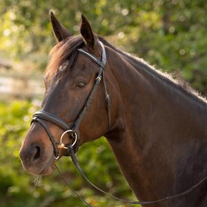 Dressage Manivelle Muserolle Bridle & Reins Bitless Western Style Cuir PVC Noir Couleur Course Équestre Fabricant en gros - Product Image 1