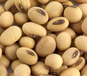 Vente en gros de soja sans OGM de haute qualité - Product Image 3