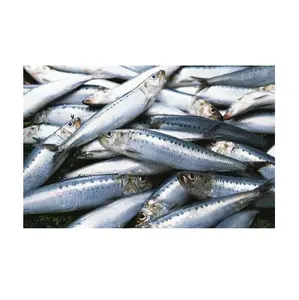 Sardine Fish Export pesce Sardine surgelato pesce Sardine surgelate rotonde intere