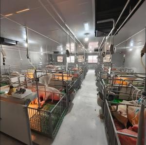 Struttura in Acciaio Zincato PEB per Allevamento Suini Moderno, Stalla Automatica Prefabbricata per Maiali, Sistema di Alimentazione, Stalla per Bovini con Garanzia di 30 Anni - Product Image 3