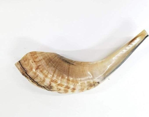 Shofar Kosher de Cuerno de Carnero Pulido a Mano, Ecológico y de la Mejor Calidad para Rosh Hashaná y Yom Kippur - Product Image 2