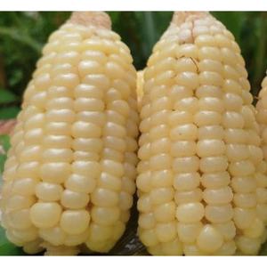 Precio de maíz glutinoso ceroso redondo a granel - Product Image 5