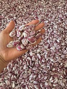 ถั่วราชาเวียดนามที่ดีที่สุด | ทำความสะอาดเกรดสูงขนาดใหญ่และพร้อมสำหรับการส่งออก - Product Image 4