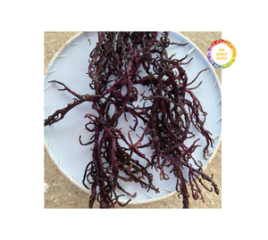 Premium <b>Dried</b> Seamoss Vietnam Wildcrafted Gold Irish Sea <b>Moss</b> Cottoni Seamoss Bulk Wholesale Supply - Product Image 2