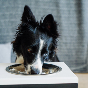 Comederos para perros de comedor individual de madera elevada encerada blanca con base negra Estación de alimentación automática de acero 2L para perros y gatos - Product Image 6