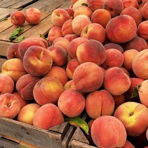 Vente en gros de nectarines rouges fraîches de haute qualité - Qualité d'exportation de classe I - Product Image 4