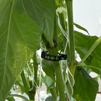 Attache pour concombre et tomate 16 mm en polypropylène bioplastique transparent, support de plante à très forte adhérence, multi-saisons, pour serre