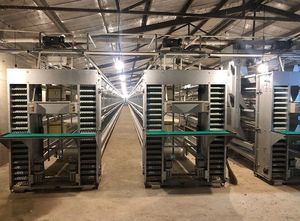 Nuevo equipo automático de alimentación de agua para jaula de capa de pollo de engorde tipo H para producción de aves de corral - Product Image 6