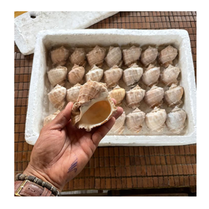 Lujosas conchas marinas surtidas para obras de arte hechas a mano, decoraciones elegantes para bodas y decoración del hogar con temática costera - Product Image 2