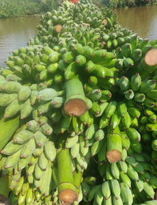 VENTE EN GROS USINE PRIX DIRECT BANANA CAVENDISH TEXTURE DOUCE DE HAUTE QUALITÉ-BANANE CAVENDISH DU VIETNAM FOURNISSEUR EN VRAC - Product Image 6