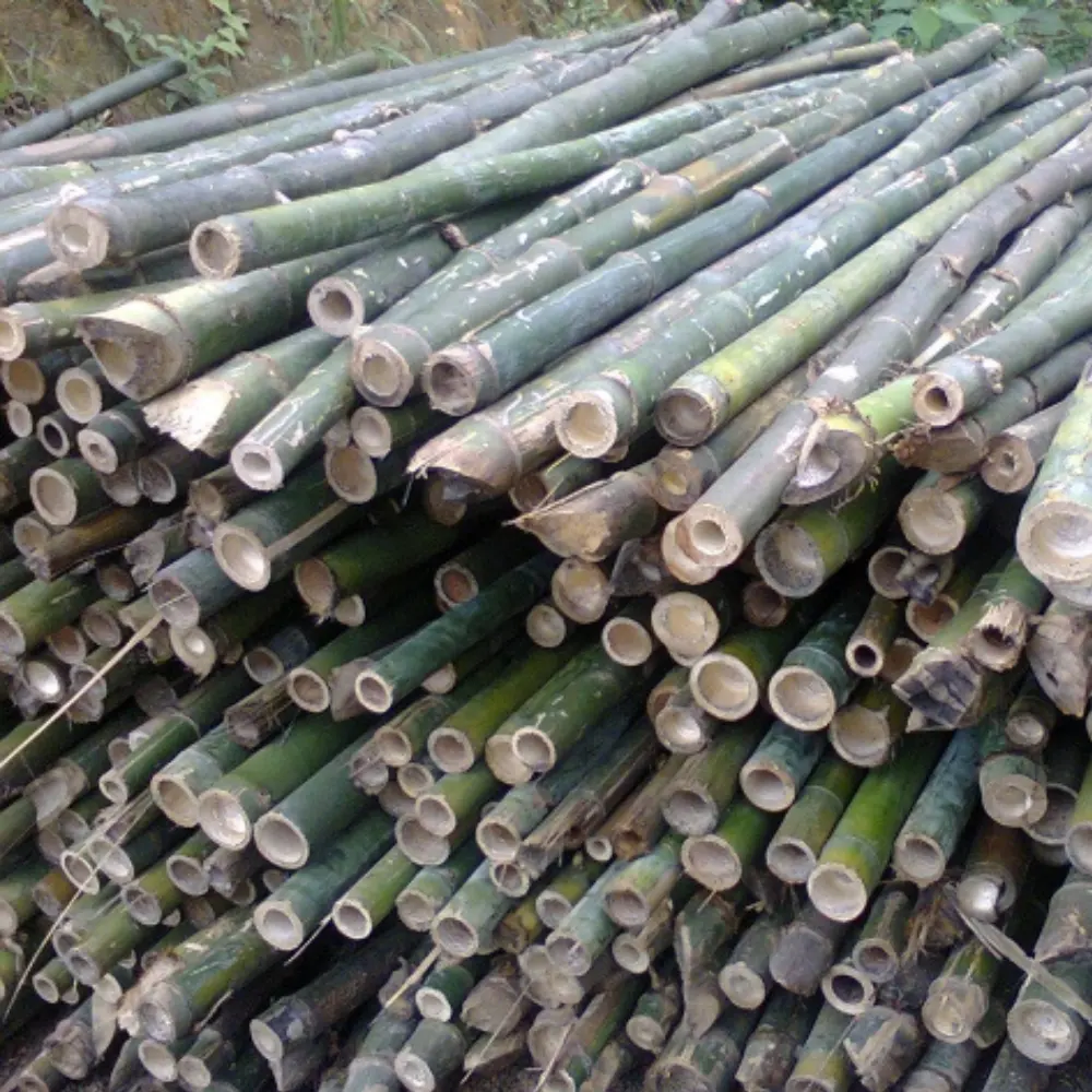 Tam Vong Estacas de bambu sólidas grossas estacas de bambu naturais tratadas para construção civil preço barato feitas no Vietnã