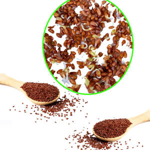 Cress | Microgreen botanique | Matériel culinaire de haute qualité - Product Image 2