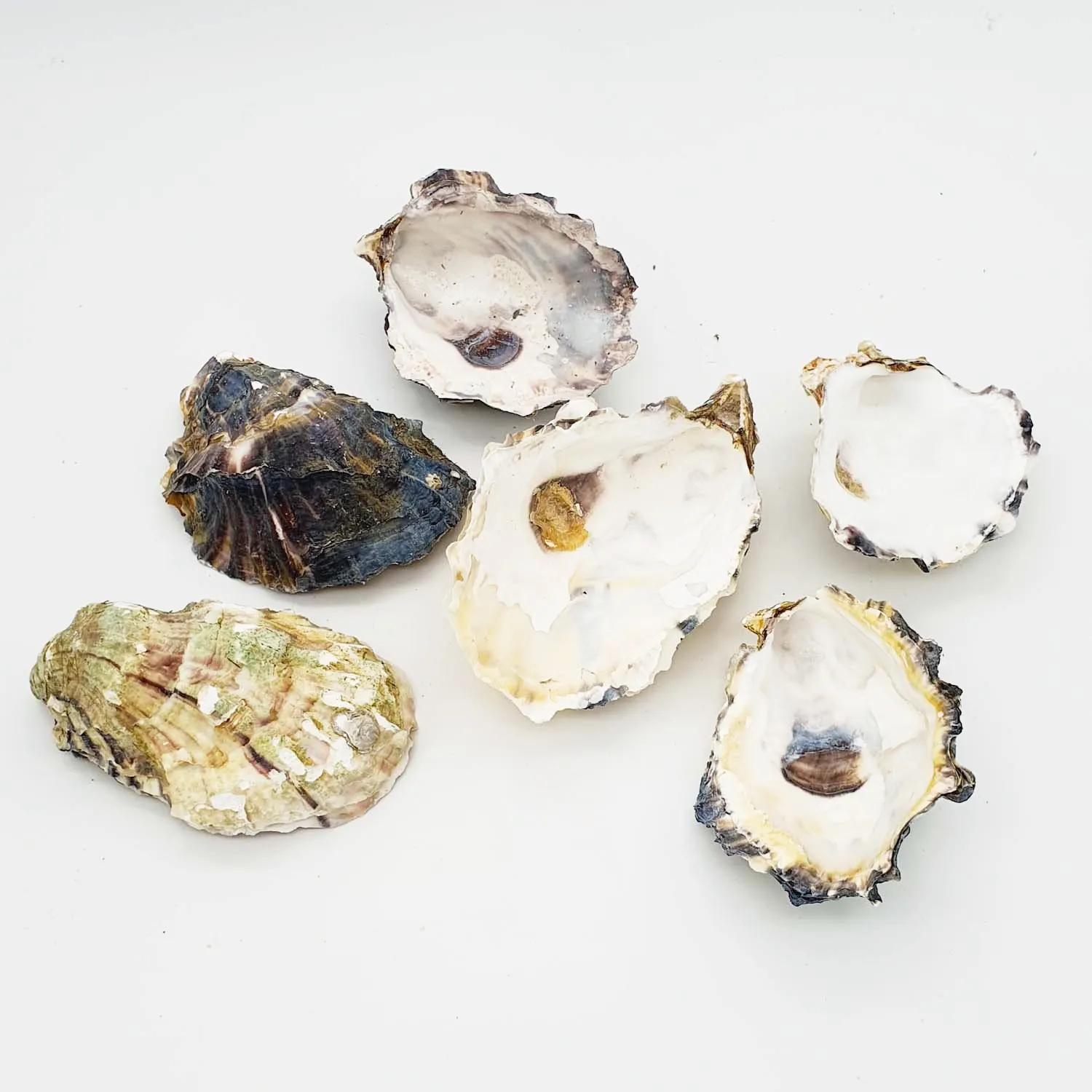 Wholesale seaside natural belon airsus seashell natural clean empty shells of oysters with pearls