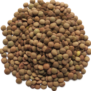 Lentilles séchées fraîches récoltées de source fiable disponibles en gros avec des lentilles de qualité supérieure pour les acheteurs - Product Image 6