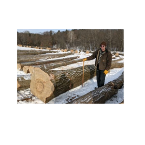 Bûches de chêne de qualité export à vendre à bas prix, idéales pour les besoins de la construction et du travail du bois - Product Image 2