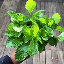 มิ้นท์อบแห้งแสงแดดฉลากสะอาดใบมิ้นท์สำหรับการสนับสนุนภูมิคุ้มกันจากธรรมชาติชาสมุนไพรและการปรุงอาหารเพื่อสุขภาพ - Product Image 3