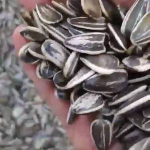 เมล็ดทานตะวันดิบและอาหารเม็ดสีดำสำหรับบริโภคของมนุษย์ม้าวัวหมูบรรจุในถุง - Product Image 3