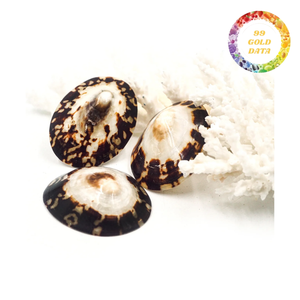 เปลือกหอยสะอาด limpet | เปลือกหอยขัดเงาสะอาดสำหรับตกแต่ง - Product Image 2