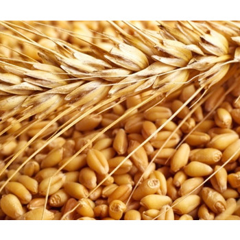 Высококачественные органические зерна мягкой пшеницы/органический белок зерна пшеницы 12.5% белок для продажи