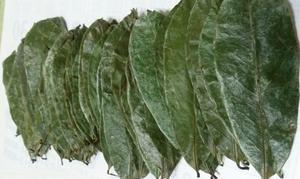 Feuilles de corossol séchées de qualité supérieure, couleur naturelle, emballées sous vide, matière première de qualité supérieure, feuilles de graviola séchées, poudre de corossol - Product Image 3