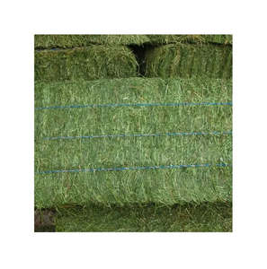 Heno de Alfalfa para Centros Ecuestres, Fardos de Hojas sin Polvo para Caballos de Alto Rendimiento y Cría, Compra al por Mayor - Product Image 2