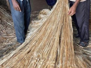 Fibre de Jute 100% orientée vers l'exportation qualité supérieure et prix bas écologique 100% naturel Jute brut durable du Bangladesh - Product Image 6