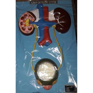Modèle anatomique du système excretoire humain en PVC et plastique, outil pédagogique pour la science médicale et l'enseignement scolaire - Product Image 1